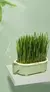 Copo de cultivo hidropônico sem solo