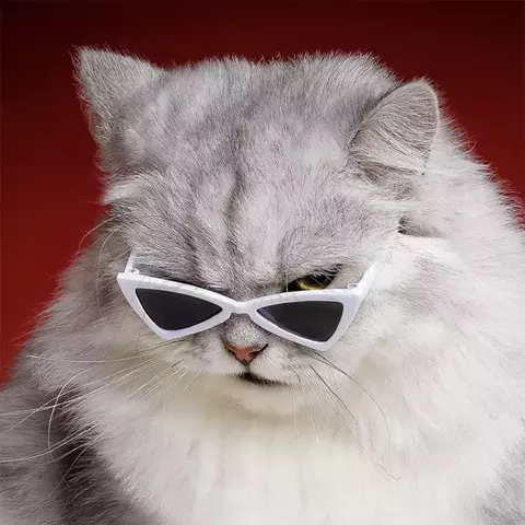 óculos de sol para gatos

