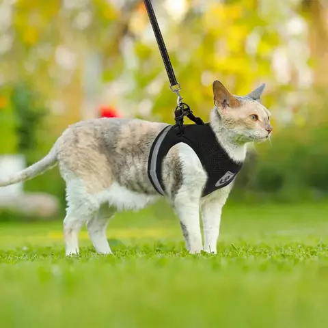Arnês Para Gatos