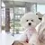 Camisa polo de verão para cães roupas de cachorro bichon frise chihuahua listr na internet
