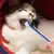 Kit com 50 Escovas de Dente para Pets - comprar online