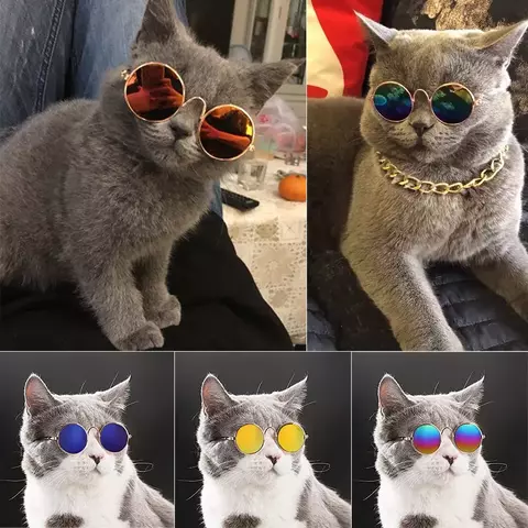óculos vintage para pets