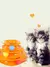 brinquedo para gatos