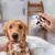 Chuveiro com Escova para Pets - comprar online
