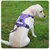 Arnês para cães anti-tração para cães grandes Labrador Golden Retriever ref - loja online