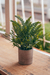 PLANTA ARTIFICIAL BASE CEMENTO