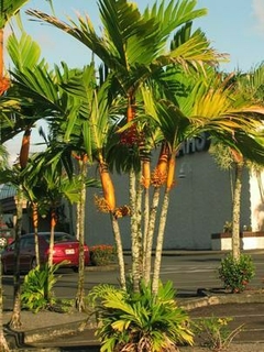 Palmeira Areca Dourada ( sementes) Unidade - comprar online