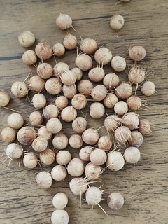 Palmito Juçara ( Sementes ) Por Kg na internet