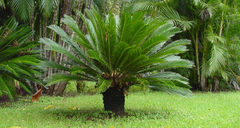 Palmeira Cyca Revoluta (Semente) Por unidade - comprar online