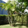 Palmeira Areca Bambu ( sementes) Por Kg - comprar online