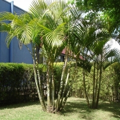 Palmeira Areca Bambu ( sementes) Por Kg - comprar online