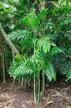 Palmeira Areca Trianda ( Sementes) Centena - comprar online