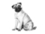 Pug Adult Royal Canin - tienda online