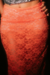 Imagem do SAIA TROPIC LARANJA