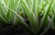 Porque a Aloe Vera da Forever?