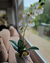 ORQUIDEA EN MACETA PLASTICA - comprar online