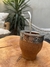 MATE ALGARROBO