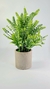PLANTA CON MACETA