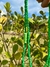 Guia Proteção Verde - Oxossi - comprar online