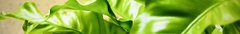 Banner de la categoría Helechos: movimiento verde y luz suave.