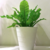 Asplenium - CONPLANTA.COM