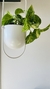 Scindapsus Golden (Pothus) Colgante Metal
