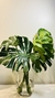 Monstera Polonia - comprar en línea