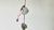 Ceropegia Woodii en maceta colgante