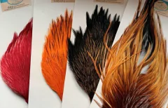 CUELLOS DE GALLO DOMESTICO
