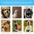 Automatic Anti-Bark Collar for Dogs - online store