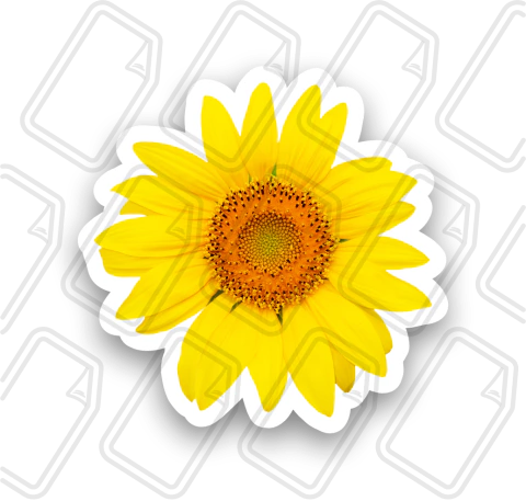 FLORES: 6 - comprar online