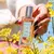 Perfume Brand Collection Dream No. 105 Gold Diamond em frasco transparente segurado por mão feminina com unhas pretas, ao ar livre entre flores amarelas
