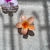 Piranha FLOR - loja online