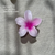 Piranha FLOR - comprar online