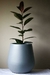 Mate liso - tienda online