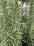 Plantin de aromatica - comprar online