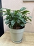 Combo Calathea + Maceta plastica