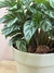 Combo Calathea + Maceta plastica - comprar online