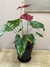 Anthurium + Maceta plastica