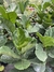 Ficus pandurata - comprar online