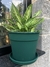 Plato redondo - tienda online