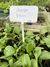 Plantin de hortaliza - tienda online