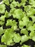 Plantin de hortaliza en internet