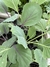 Plantin de hortaliza