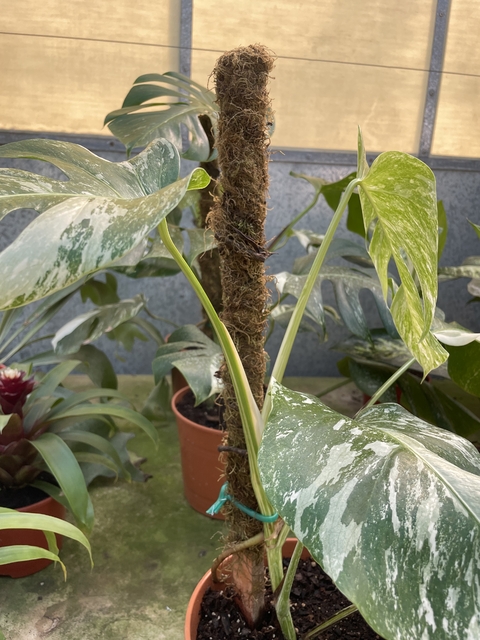 Tutor de musgo - comprar online