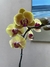 Orquidea classic