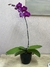 Orquidea classic - Dos reinas web