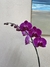 Orquidea classic en internet