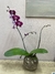 Orquidea deluxe vidrio - Dos reinas web