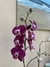Orquidea deluxe vidrio - comprar online